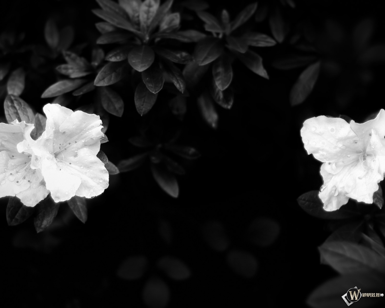 Чёрно-белые цветы 1280x1024