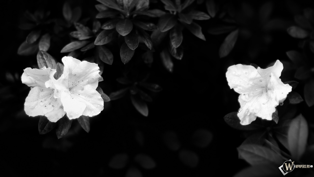 Чёрно-белые цветы 1280x720