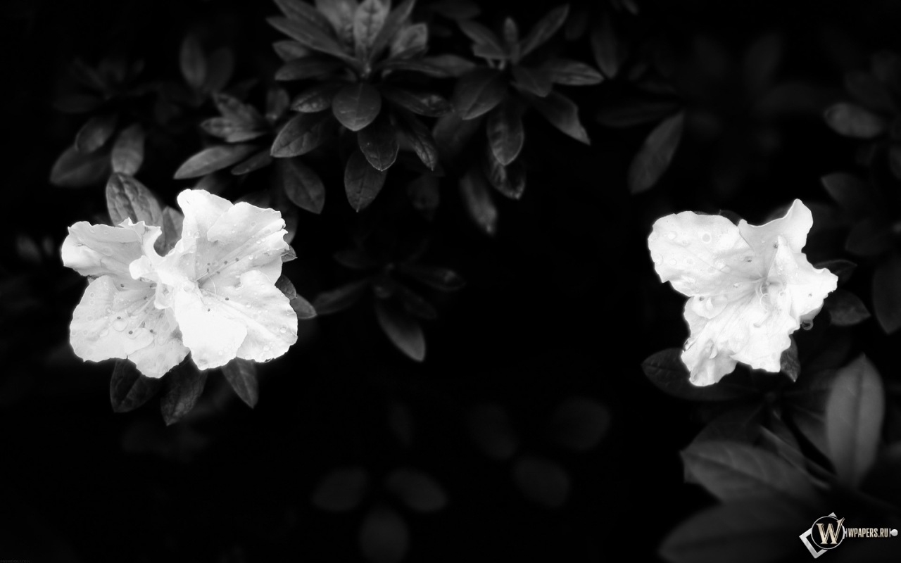 Чёрно-белые цветы 1280x800