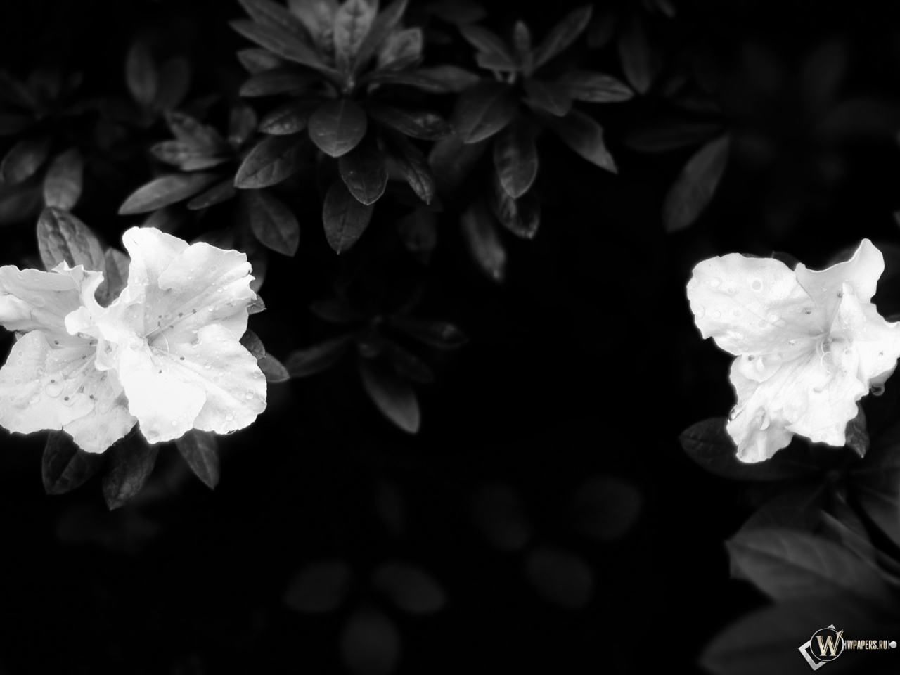 Чёрно-белые цветы 1280x960