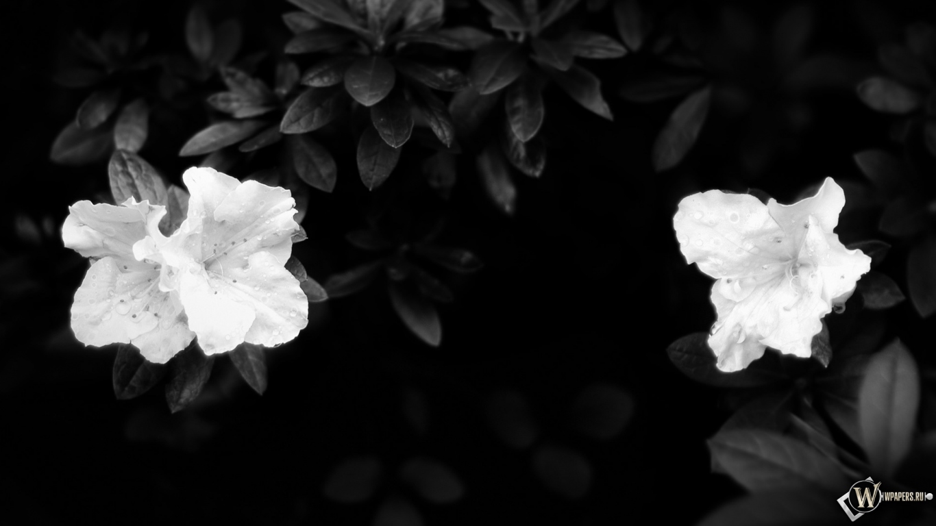Чёрно-белые цветы 1366x768