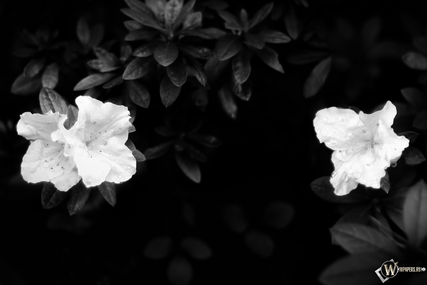 Чёрно-белые цветы 1500x1000