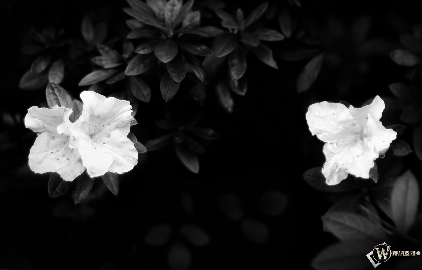 Чёрно-белые цветы 1600x1024