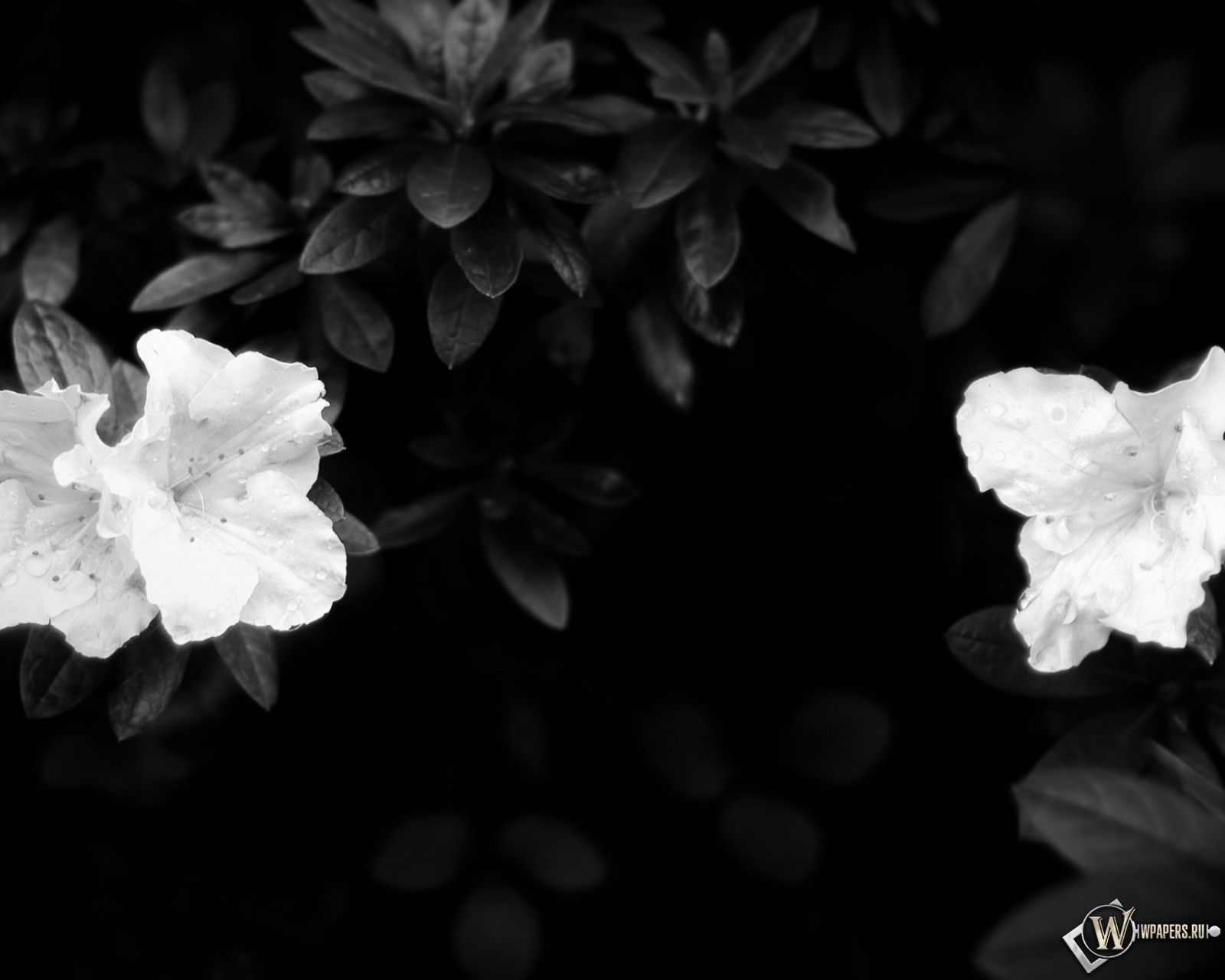 Чёрно-белые цветы 1600x1280