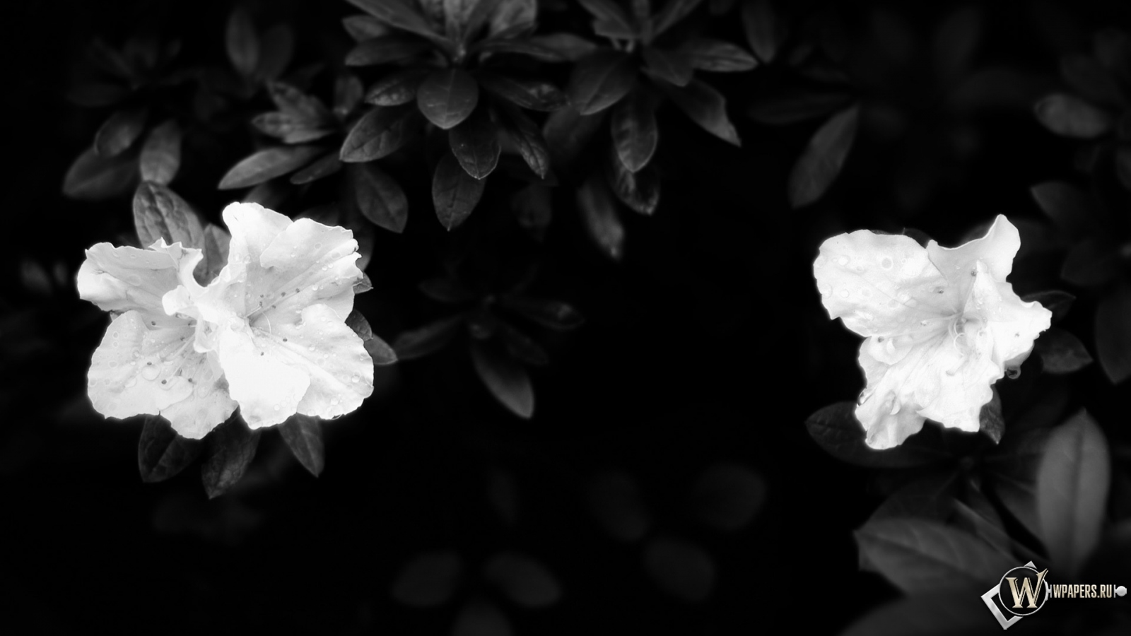 Чёрно-белые цветы 1600x900