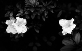Обои Чёрно-белые цветы: Цветы, Листья, белое, Цветы