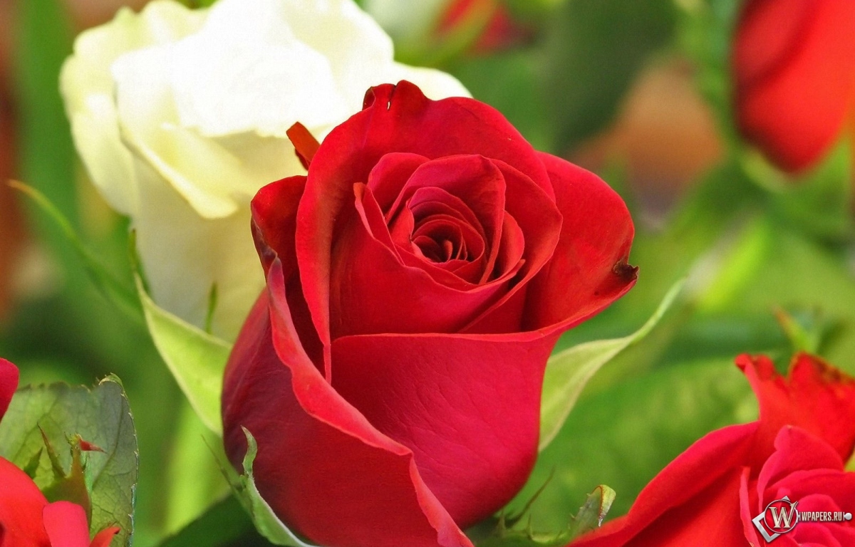 Белая и красная роза 1200x768