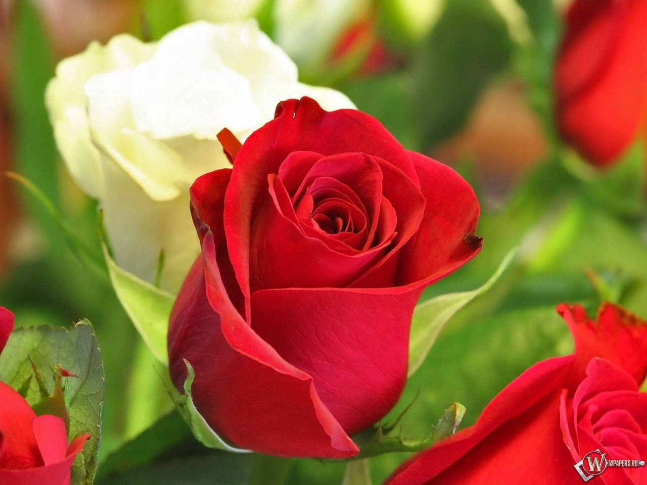 Белая и красная роза 1280x960