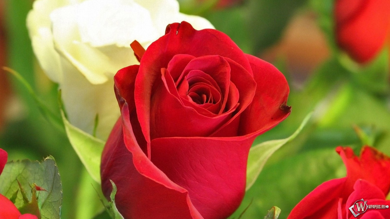 Белая и красная роза 1366x768