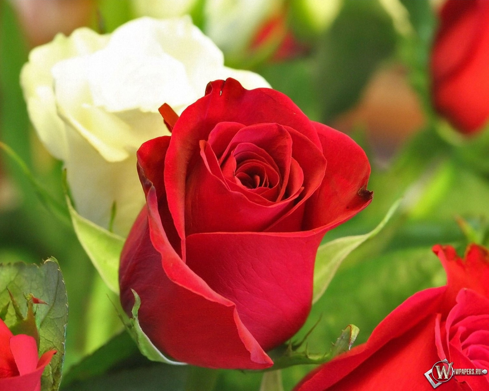 Белая и красная роза 1600x1280