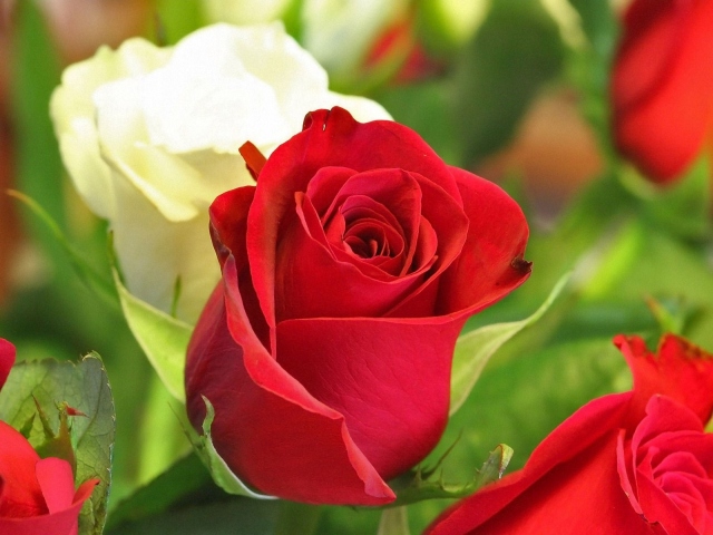 Белая и красная роза