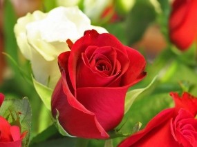 Обои Белая и красная роза: Розы, Бутоны, красные, белые, Цветы