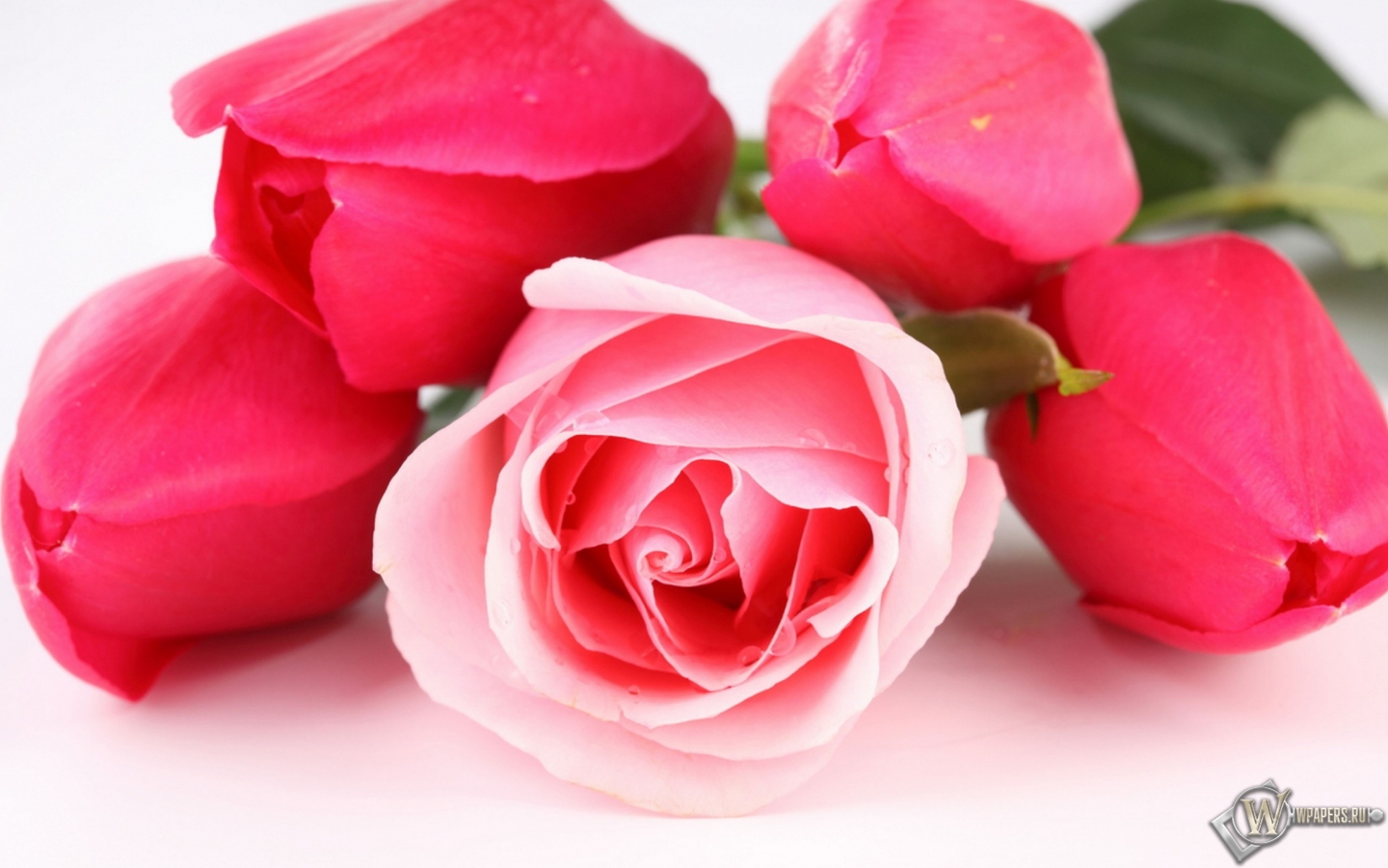 Тюльпаны и розы 1440x900