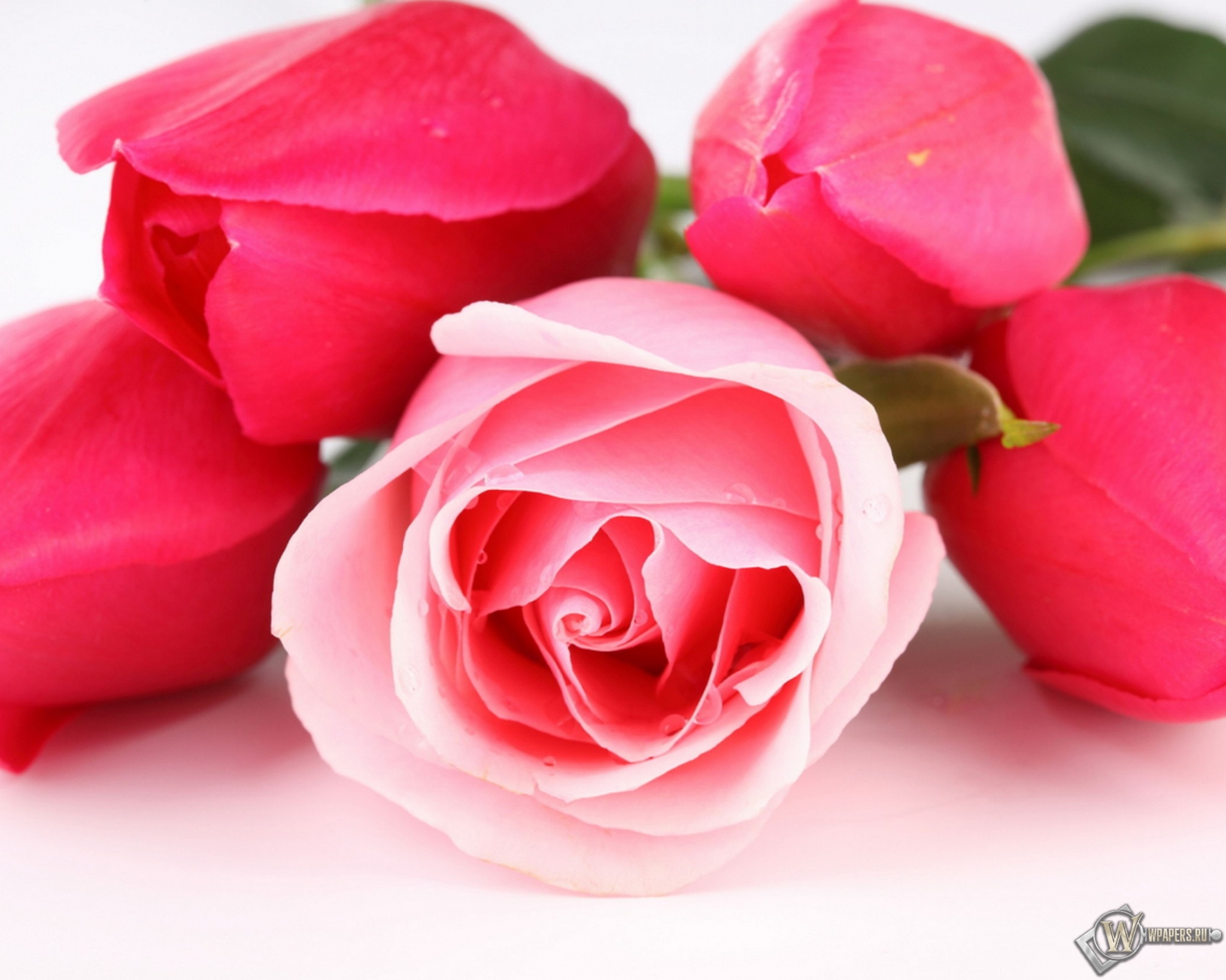 Тюльпаны и розы 2048x1638