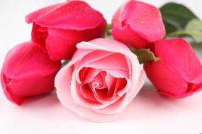 Обои Тюльпаны и розы: Цветы, Розы, Тюльпаны, Цветы