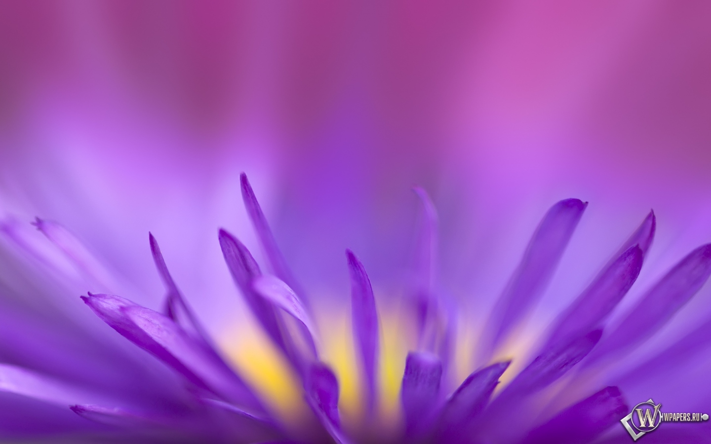 Цветок в приближении 1440x900