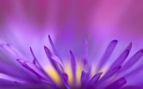 Обои Цветок в приближении: Цветок, Фиолетовый, Цветы