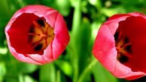 Обои Розовые тюльпаны: Природа, Макро, Цветы, Тюльпаны, Цветы