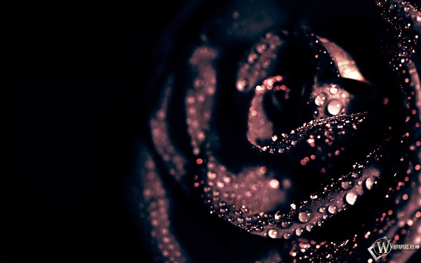 Чёрная роза 1440x900