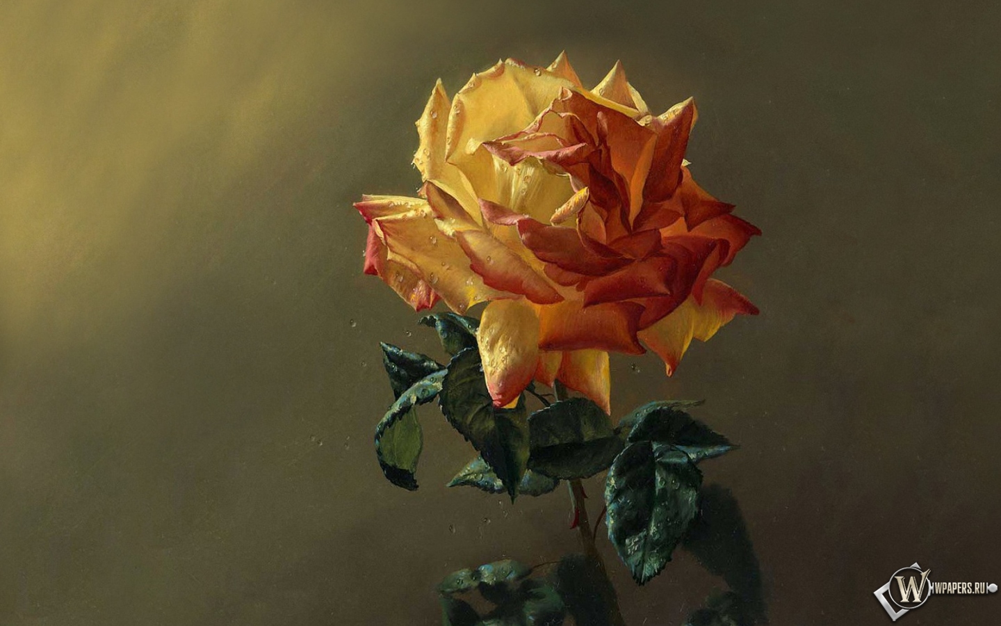 Чайная роза 1440x900