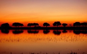Обои Деревья в Африке: Отражение, Деревья, Закат, Озеро, Цветы