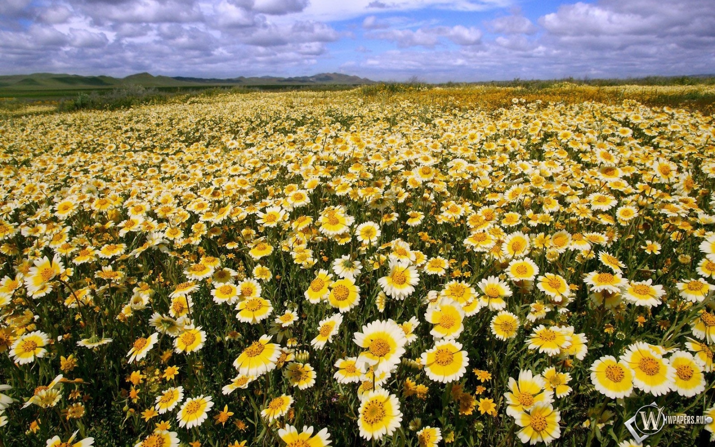 Ромашковое поле в Калифорнии 1440x900
