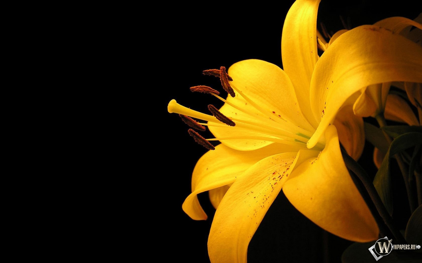 Жёлтая лилия 1440x900