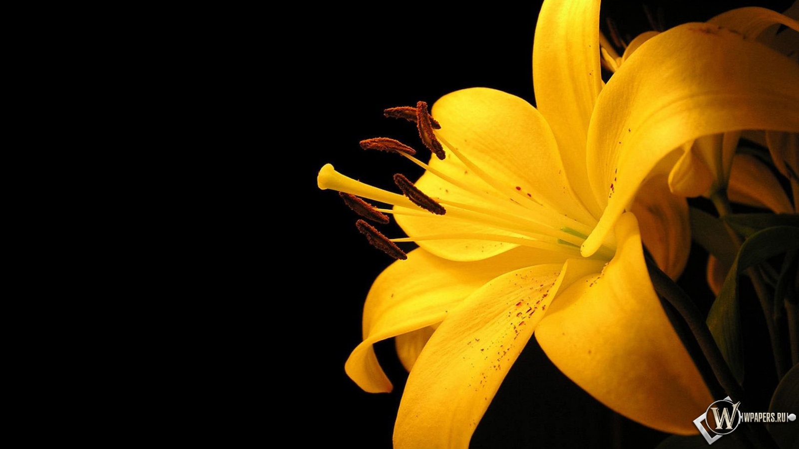 Жёлтая лилия 1600x900