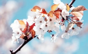 Обои Цветение сакуры: Вишня, Белый, Весна, Деревья