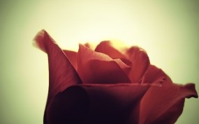 Обои Бутон розы: Роза, Цветок, Макро, Красный, Цветы