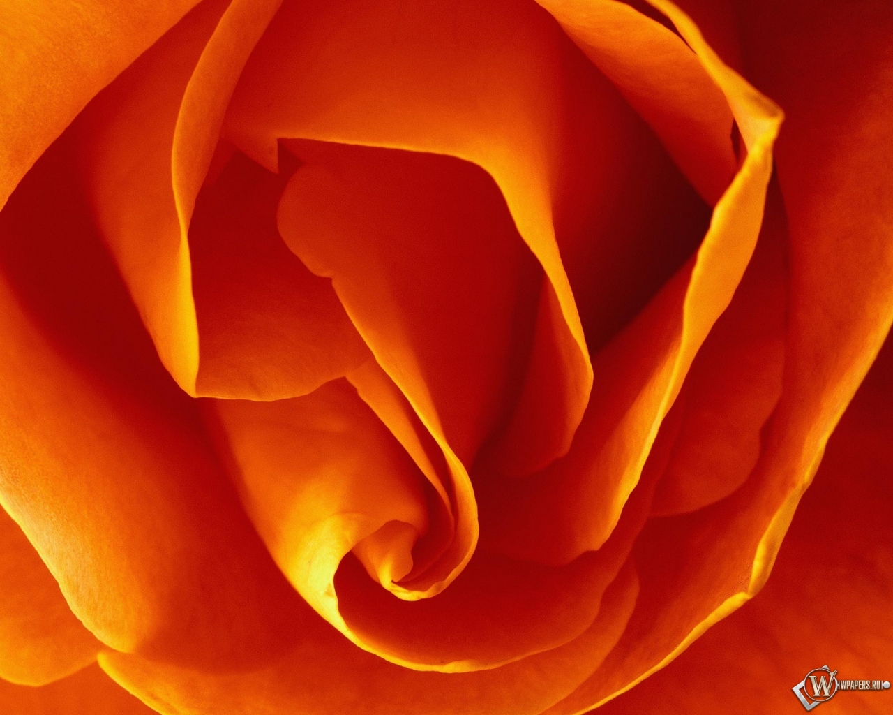 Бутон оранжевой розы 1280x1024