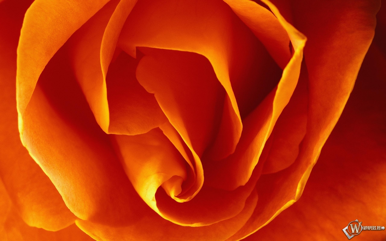 Бутон оранжевой розы 1280x800