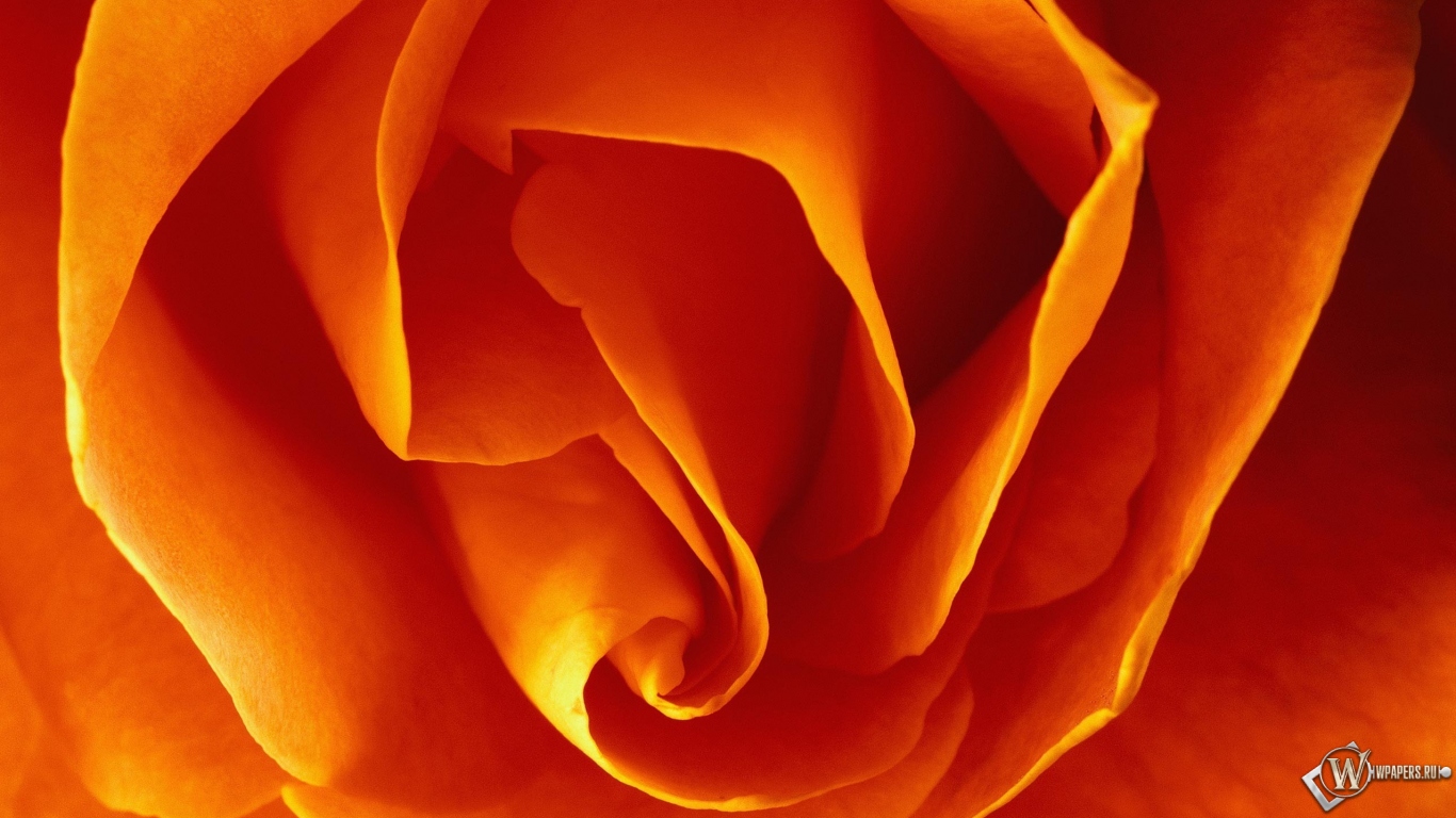 Бутон оранжевой розы 1366x768
