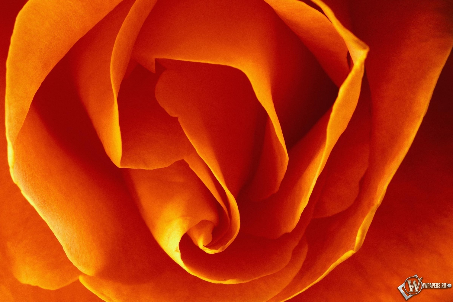 Бутон оранжевой розы 1500x1000