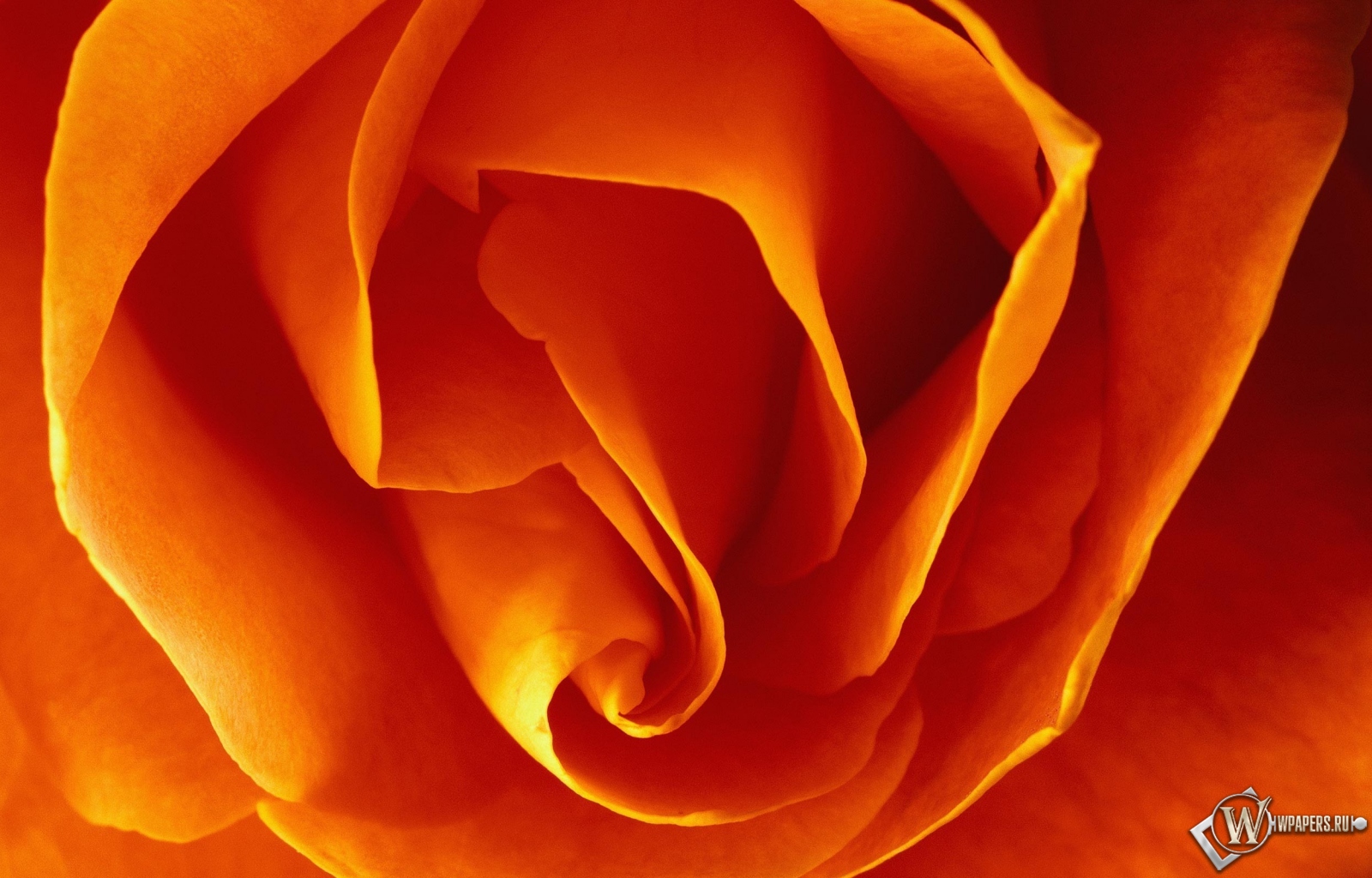 Бутон оранжевой розы 1600x1024