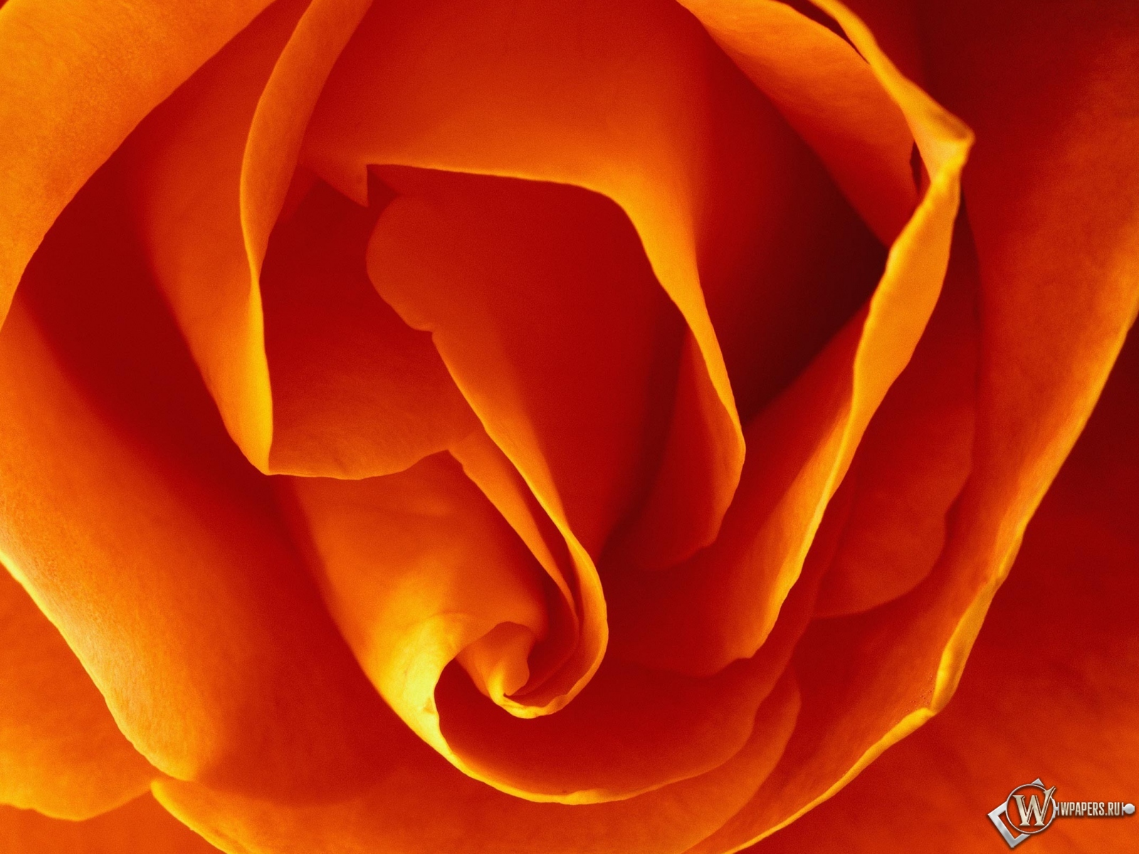 Бутон оранжевой розы 1600x1200