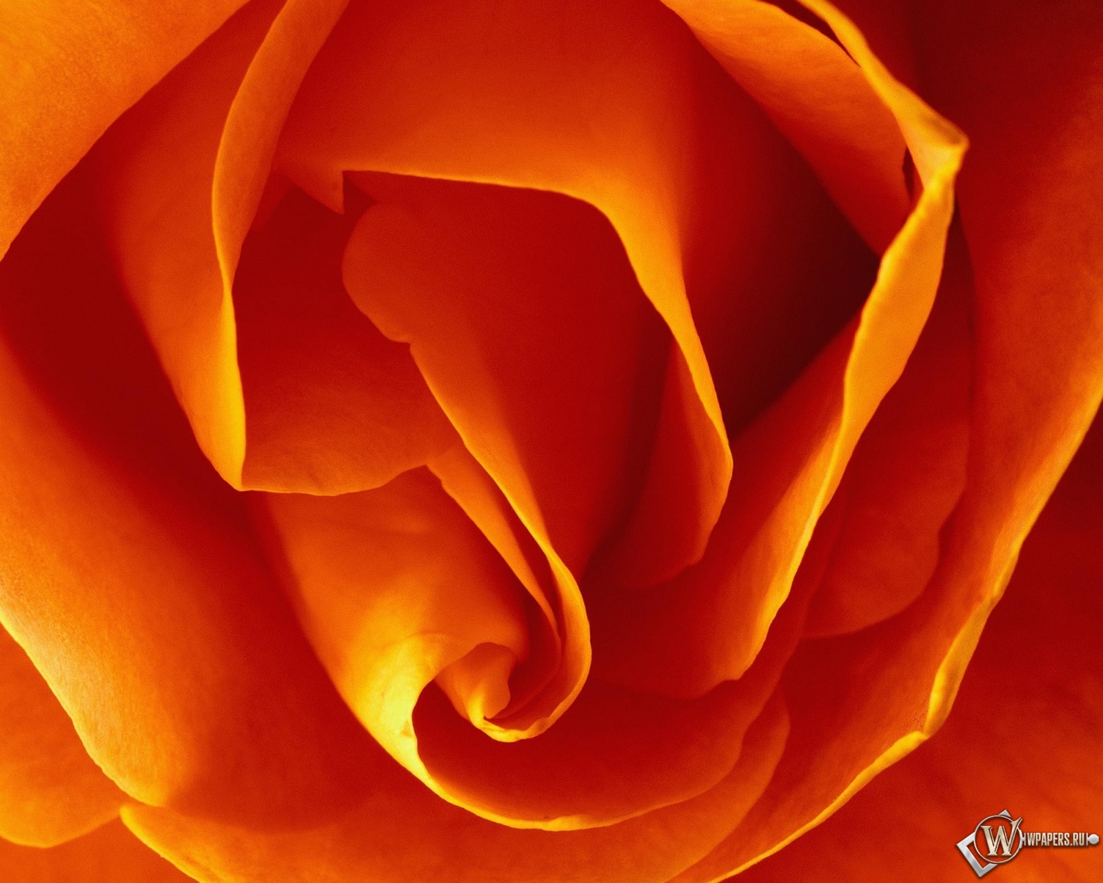 Бутон оранжевой розы 1600x1280