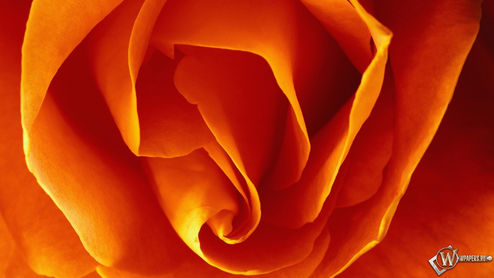 Бутон оранжевой розы 1600x900