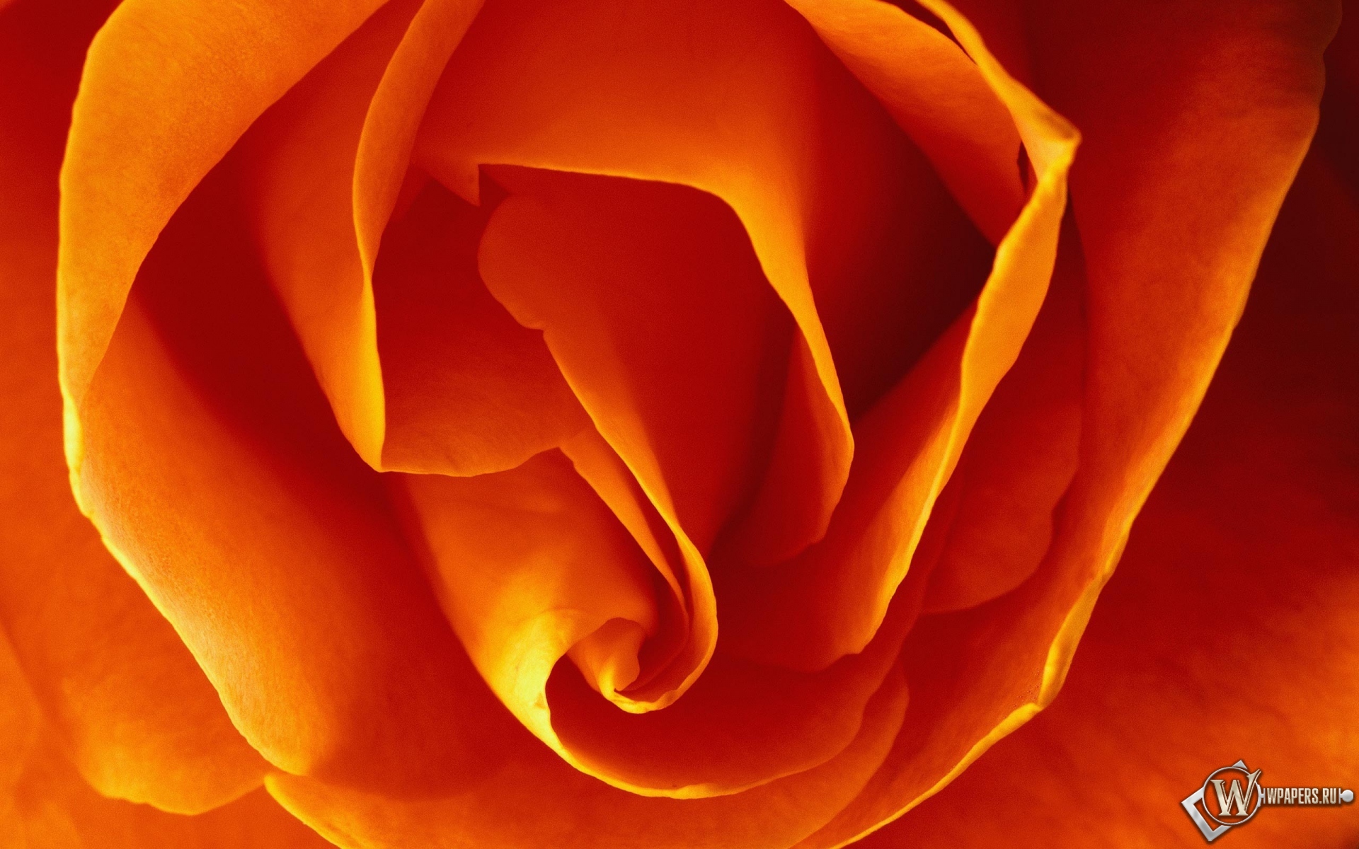Бутон оранжевой розы 1920x1200