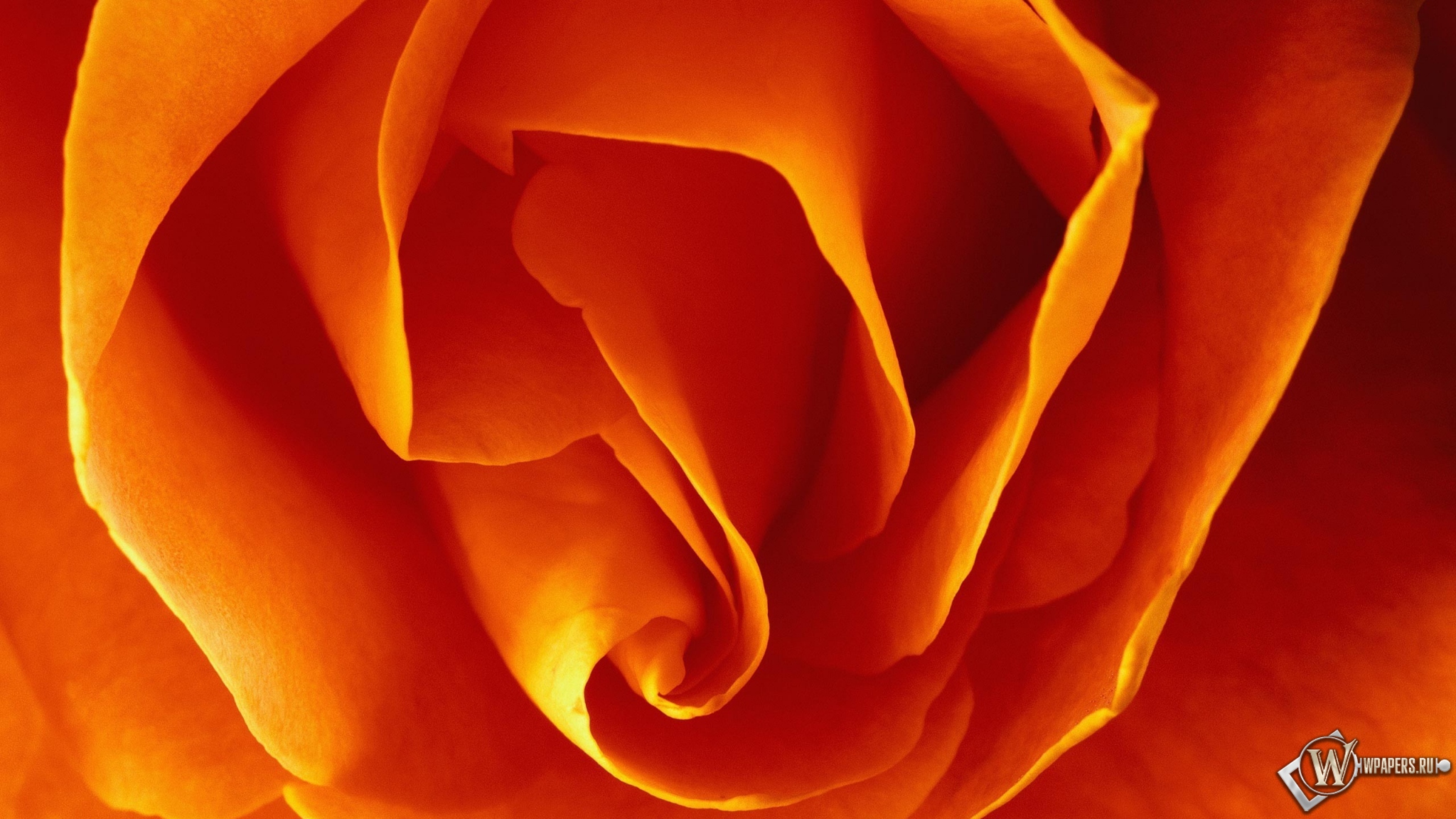 Бутон оранжевой розы 2048x1152