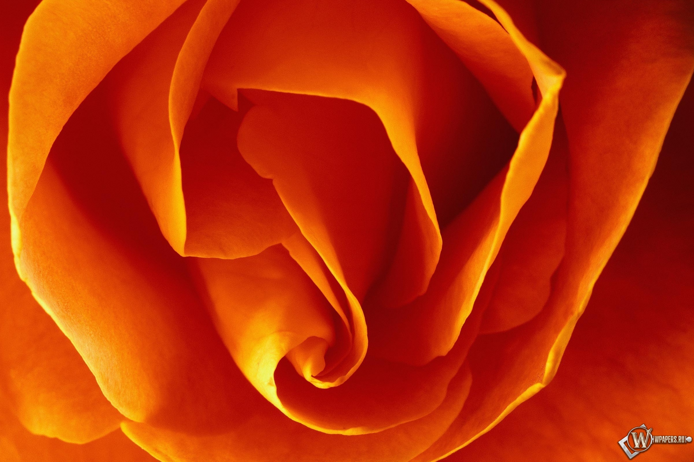 Бутон оранжевой розы 2300x1530