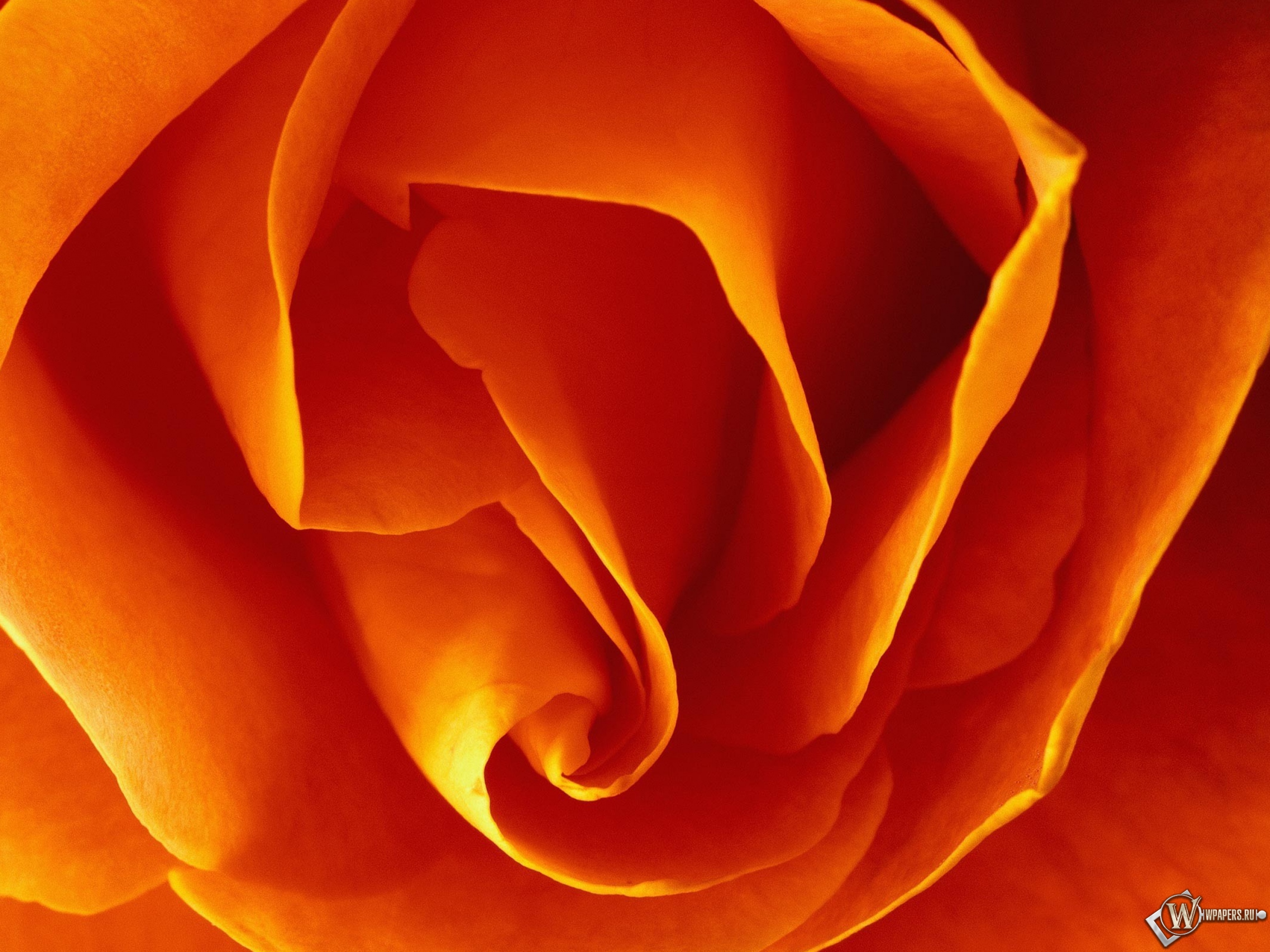 Бутон оранжевой розы 2560x1920