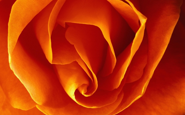 Бутон оранжевой розы