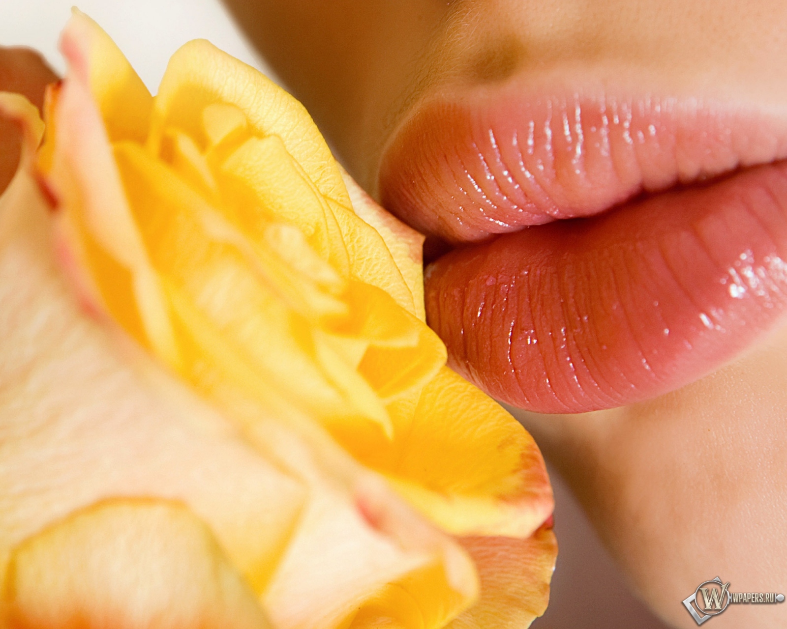 Розы и губы 1600x1280