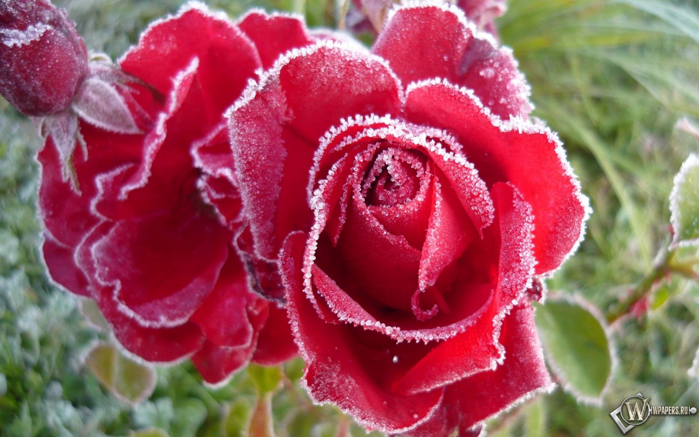 Розы в инее 1440x900