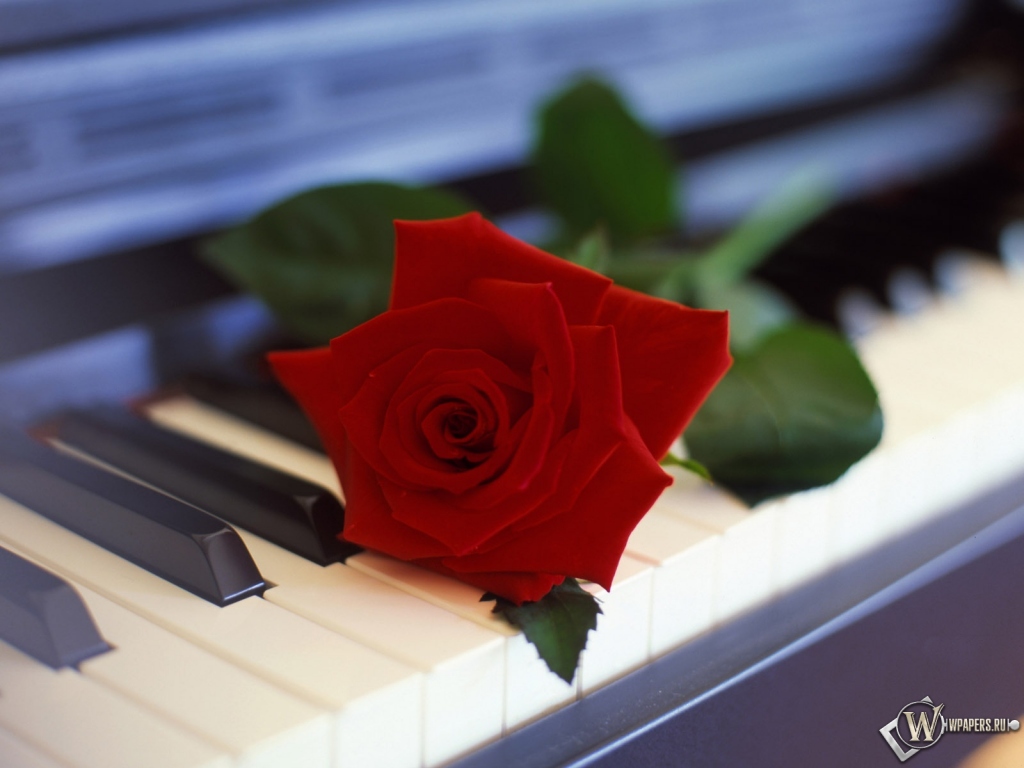 Роза на пианино 1024x768
