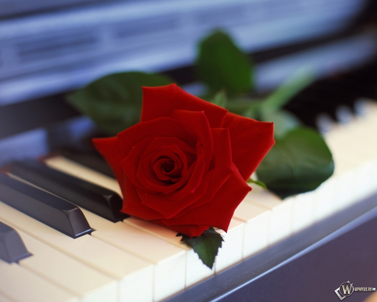 Роза на пианино 1280x1024
