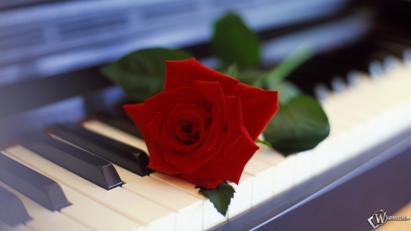 Роза на пианино 1366x768