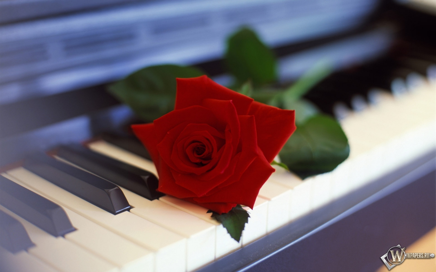 Роза на пианино 1440x900