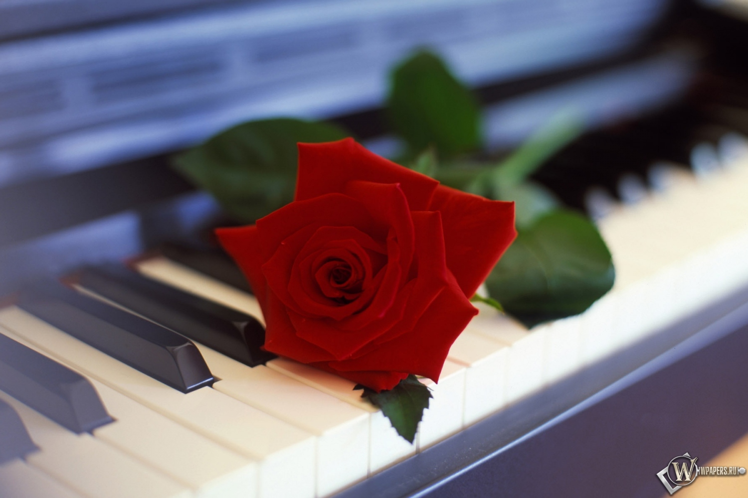 Роза на пианино 1500x1000